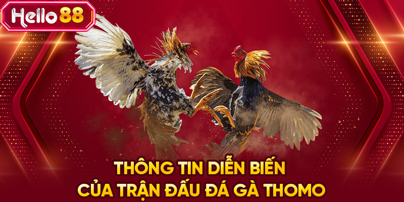 Thông tin diễn biến của trận đấu đá gà Thomo